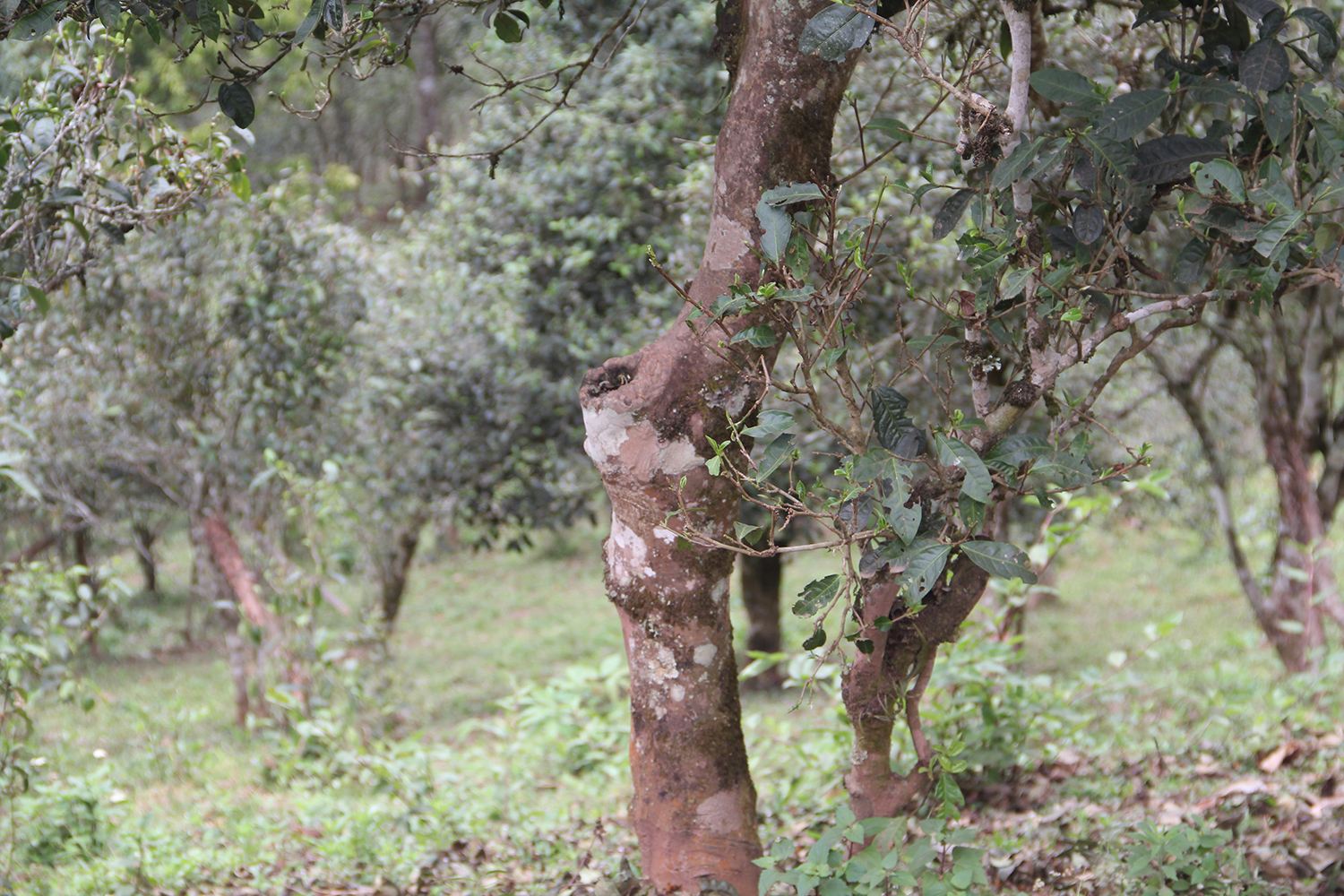 2022年莽枝古樹(shù)春茶價(jià)格？