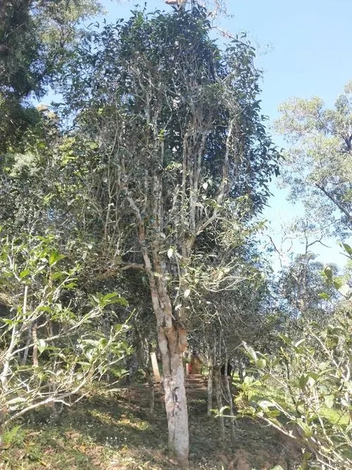 2022年莽枝古樹(shù)春茶多少錢(qián)一公斤？