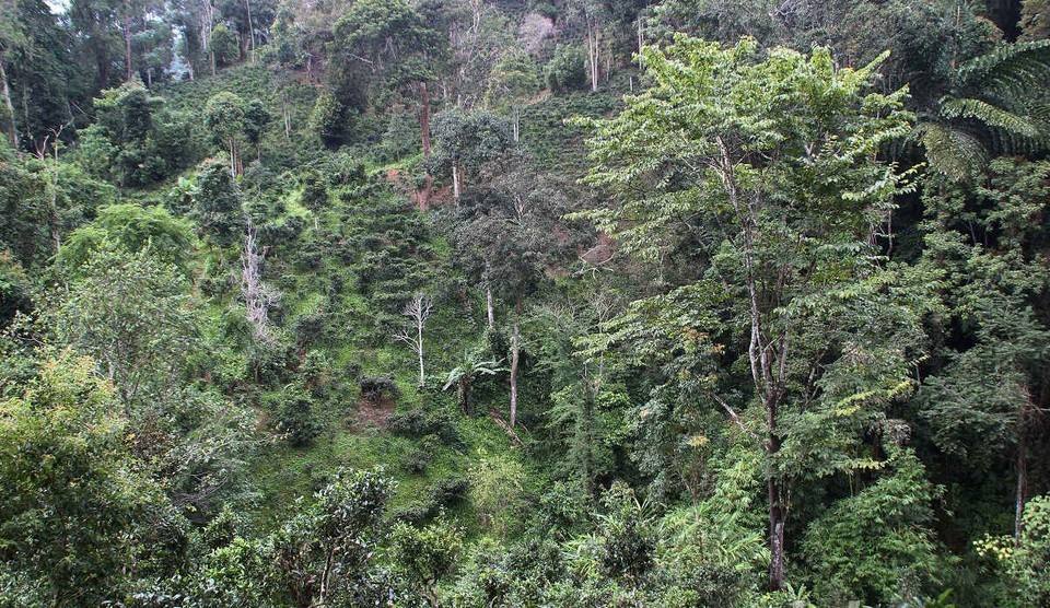 2022年攸樂(lè)古樹(shù)春茶價(jià)格？