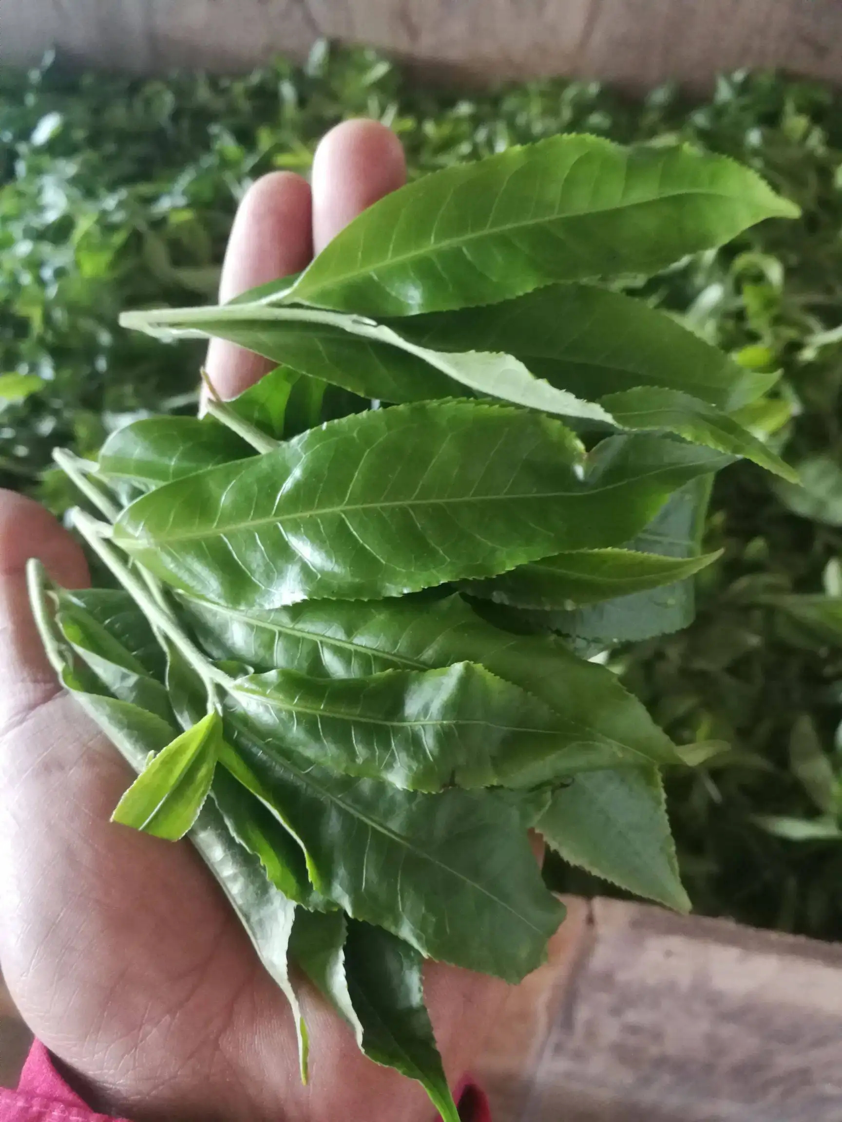 2022年易武曼秀古樹春茶價(jià)格？