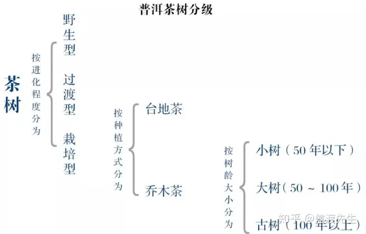2022年按順序排列普洱茶樹等級(jí) 怎么分？