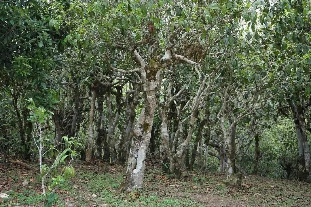 普洱茶樹(shù)樹(shù)齡是怎么劃分的?