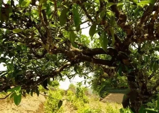 如何鑒別普洱茶樹齡？