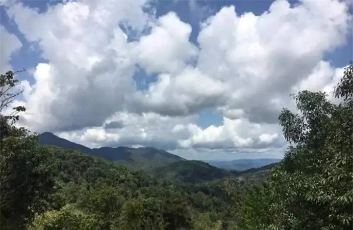 喝普洱茶的人為什么喜歡追山頭？無非就是這幾個原因