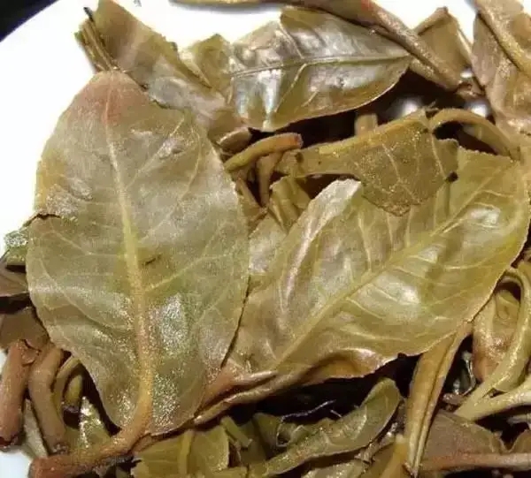怎么看古樹普洱茶葉底？
