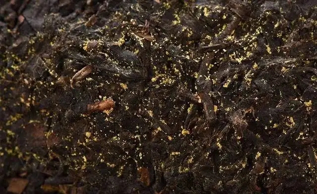 普洱茶的金花怎么鑒別？