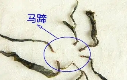 馬蹄竟然還能喝？普洱茶里的馬蹄你有了解過(guò)嗎？