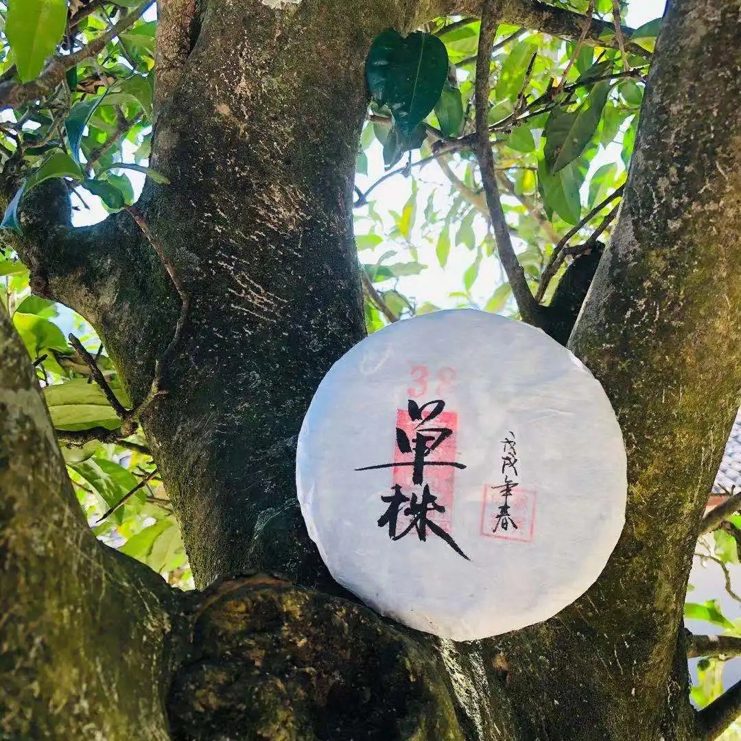 普洱茶單株是什么，好在哪里？