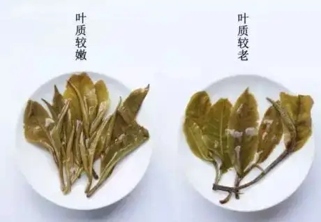 生普？熟普？如何挑選一款普洱茶？