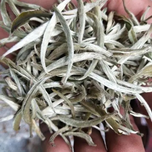 遇見月光白之美，存放四年云南古樹白茶