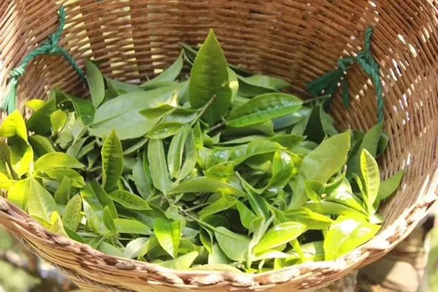 普洱茶3大核心產(chǎn)區(qū)，請(qǐng)好好收藏！