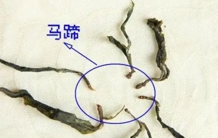 馬蹄竟然還能喝？普洱茶里的馬蹄你有了解過(guò)嗎？