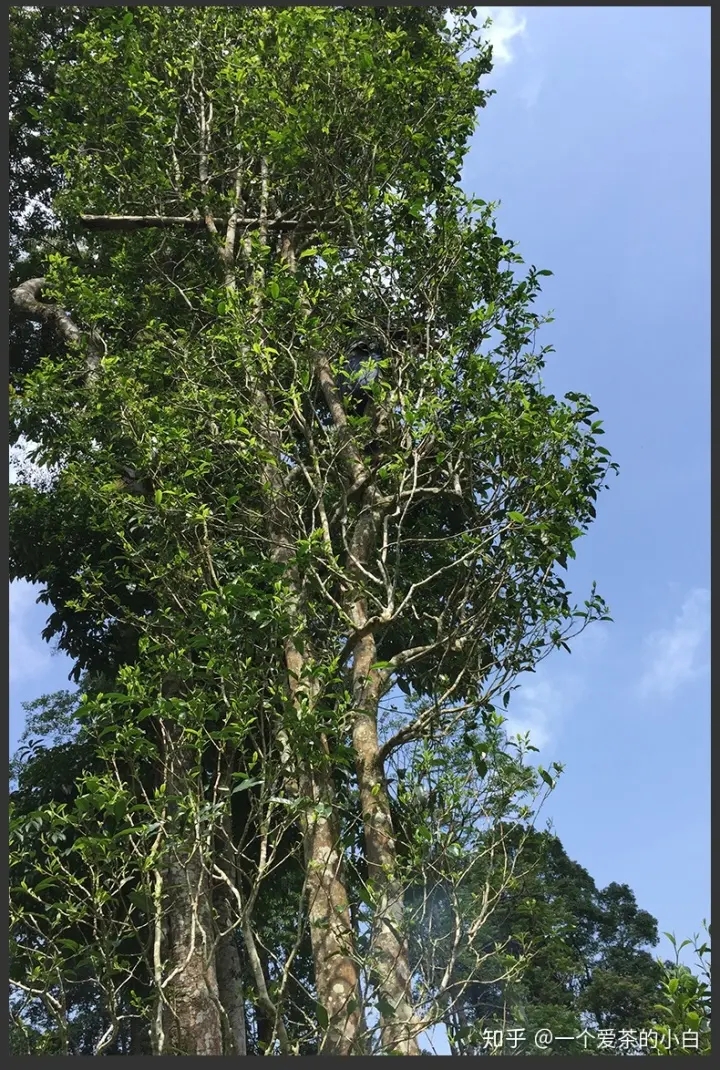 高桿古樹(shù)做成的普洱茶，憑什么紅遍大江南北？