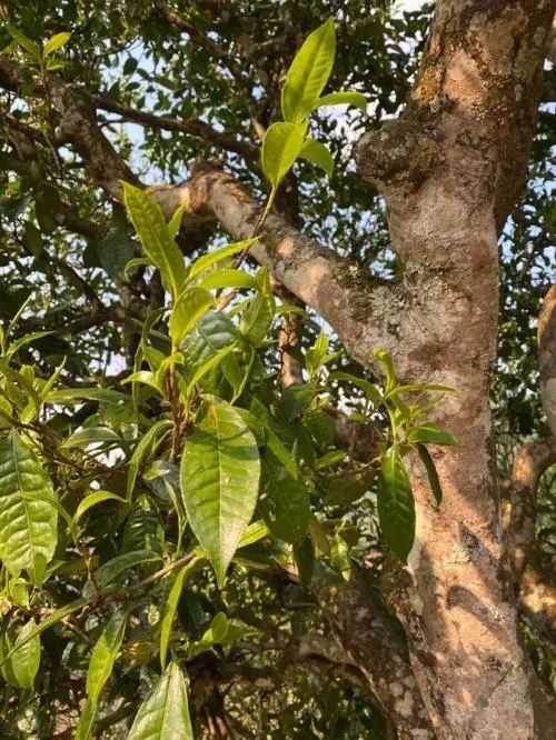 易武高桿 普洱長(zhǎng)頸？