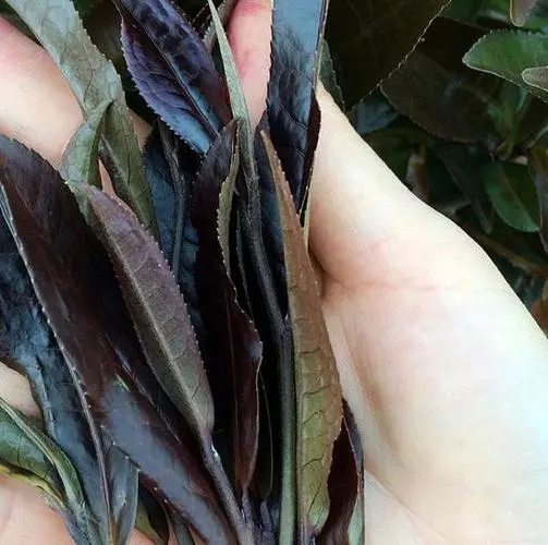 普洱茶中有一種叫“紫芽茶”的是怎么回事？