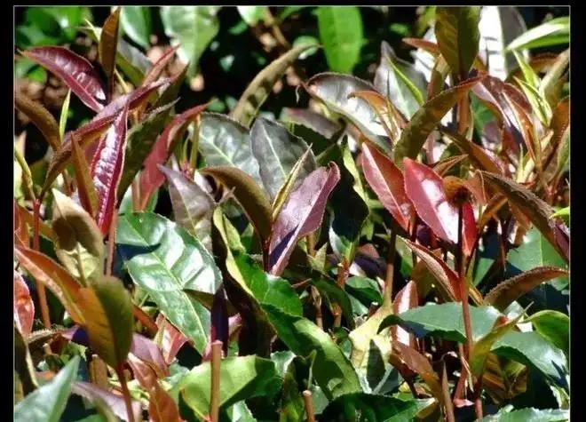 紫芽普洱茶真的都很珍貴嗎？這篇文章說(shuō)到你心坎上了