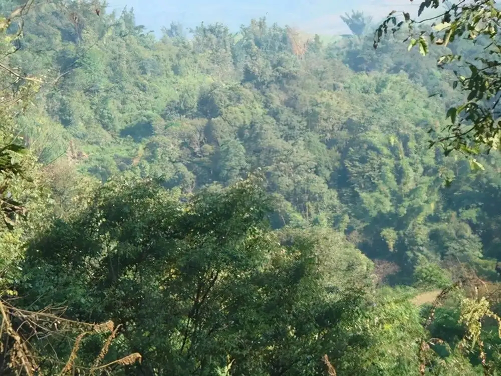 茶山紀(jì)實(shí)：再進(jìn)犀牛塘，不一樣的感覺(jué)；菁瑤可以預(yù)見(jiàn)的豐收年