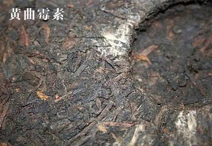 普洱茶有黃曲霉毒素，喝了會致癌？不黑不吹，咱用事實(shí)說話