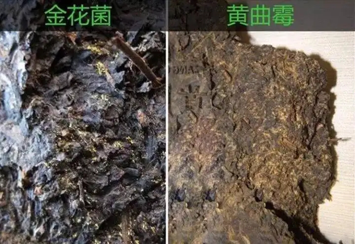 從普洱茶致癌論說開，再談普洱茶與黃曲霉毒素的關系。