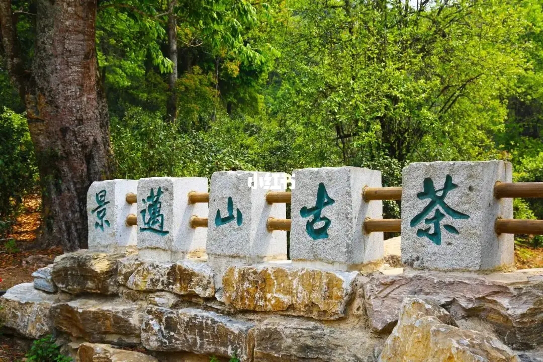 普洱茶的年份：新茶、老茶、中期茶、印級(jí)茶、古董茶