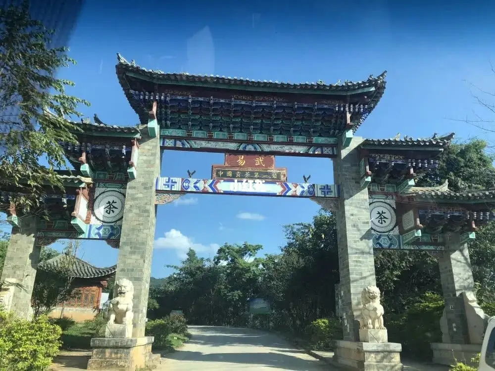 古樹茶年份越老，茶葉就越好嗎？影響茶葉品質的因素有哪些？