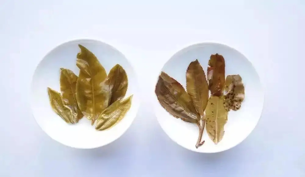 普洱茶的九種山寨版本，喜歡普洱茶的一定要看