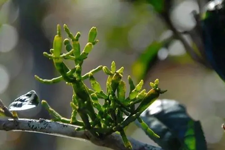 什么是螃蟹腳？茶界的螃蟹腳可能和你想的不一樣！