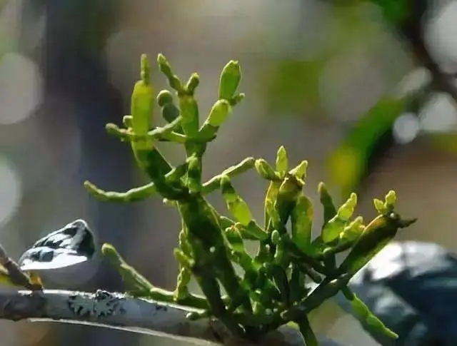 一節(jié)螃蟹腳，勝過冬蟲和夏草