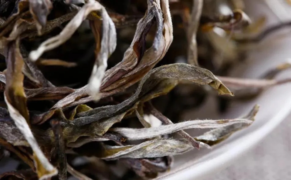 普洱茶樹生長的海拔越高，品質(zhì)就越好嗎？