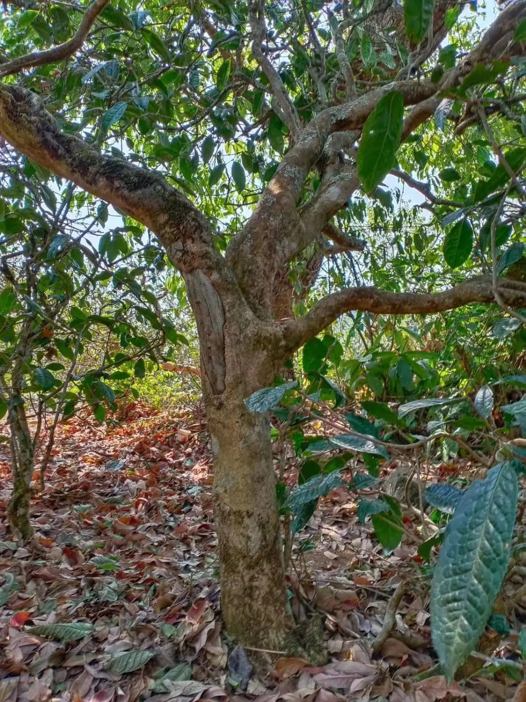 一山一韻，普洱茶的山韻