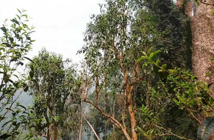 易武白茶園 | 量少珍稀古樹茶、易武茶中的佼佼者~香揚水柔有內(nèi)質(zhì)