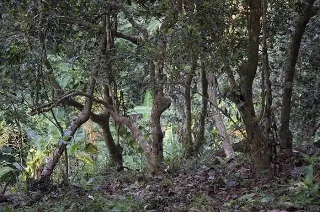 一山一味，山頭茶存在的意義究竟是什么？