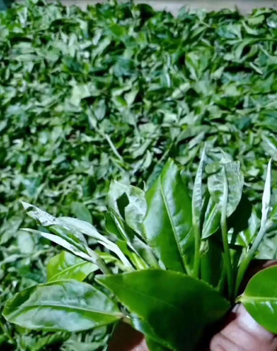 【答疑解惑】關(guān)于勐庫大葉種，你了解多少？