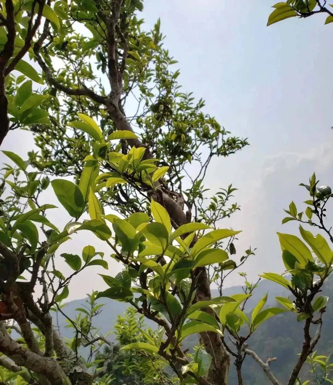 稀缺易武國有林-15個經典產區(qū)解讀