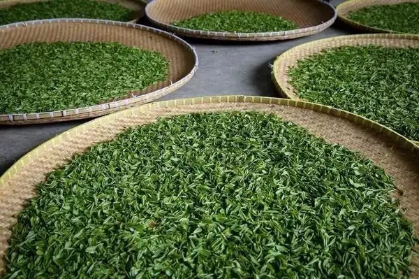 傳統(tǒng)普洱茶殺青工藝原理，專家們是這樣說(shuō)的