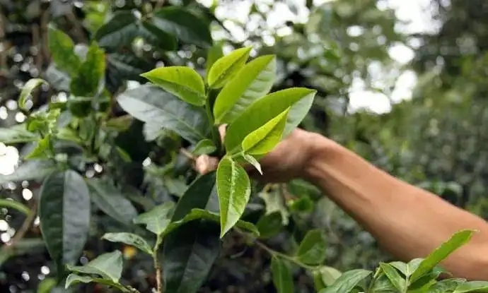 云南大葉種和小葉種是一個(gè)品種嗎？?jī)烧哂泻蝺?yōu)勢(shì)？