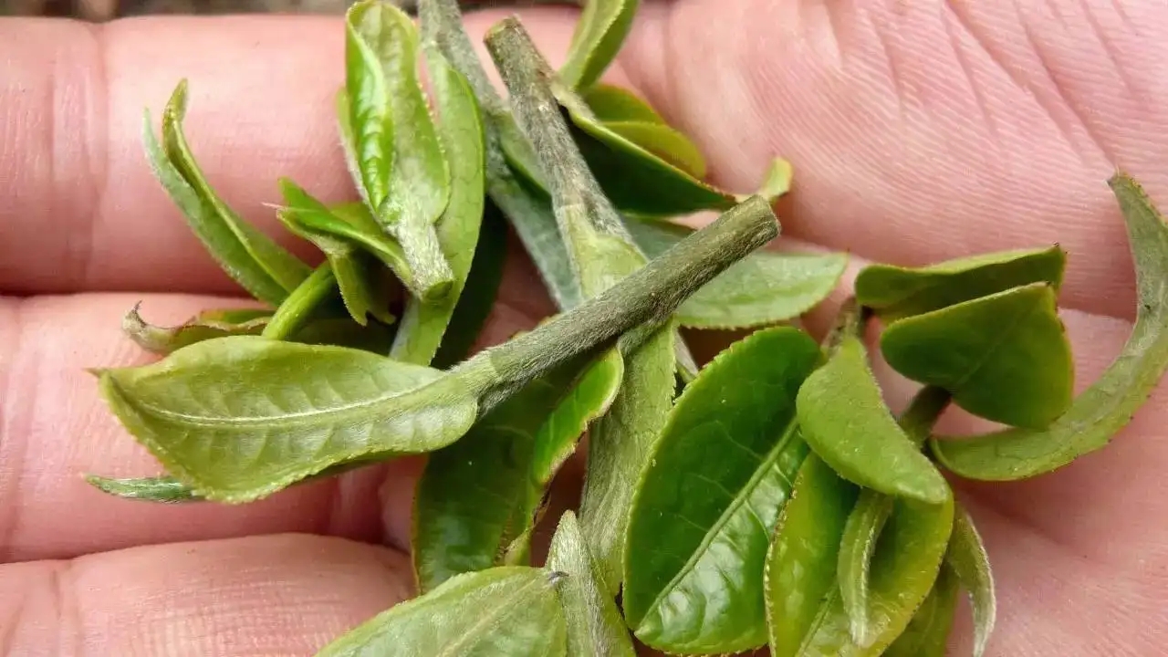 云南大葉種曬青毛茶，是什么茶？