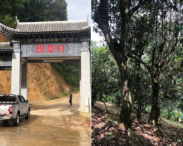 2023年新班章古樹春茶品質(zhì)怎么樣？