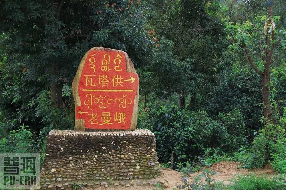 2023年老曼峨古樹春茶特點(diǎn)是什么？