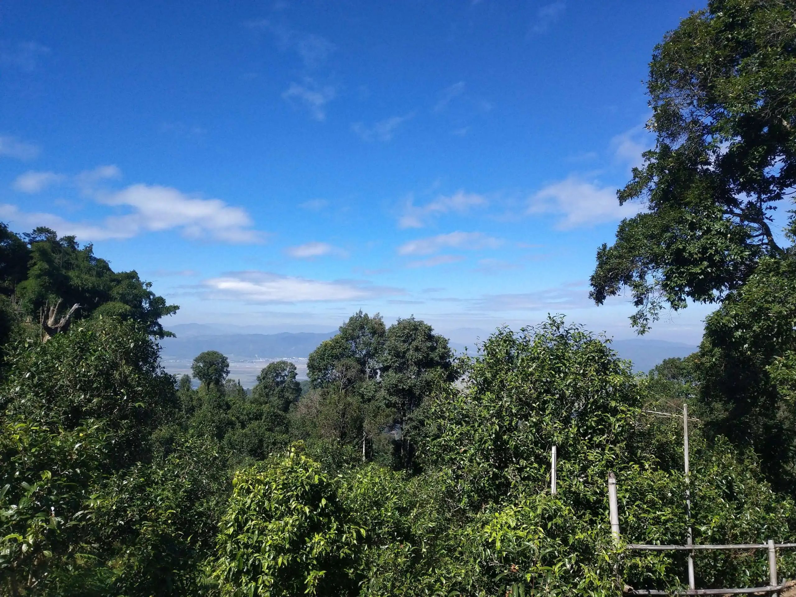 2023年廣別老寨古樹春茶特點(diǎn)是什么？