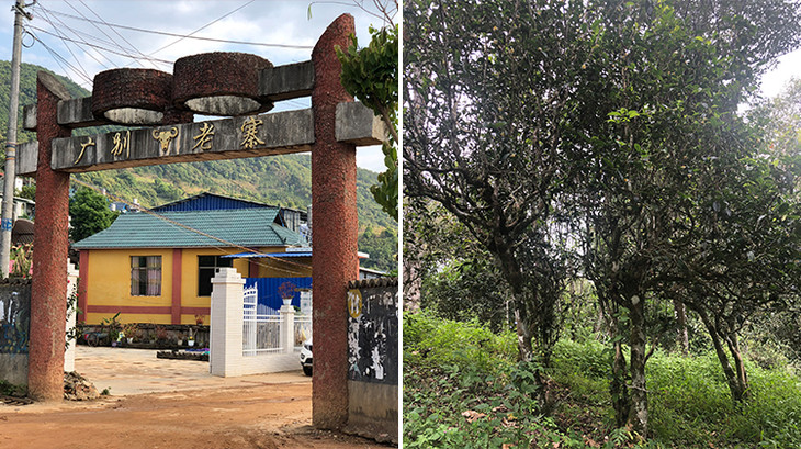 2023年廣別老寨古樹春茶多少錢一公斤？