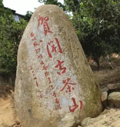 2023年賀開古樹春茶品質(zhì)如何？