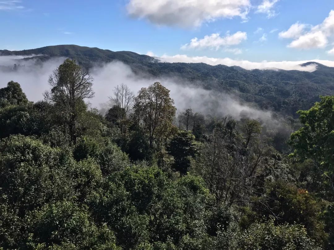 2023年賀開古樹春茶特點(diǎn)是什么？