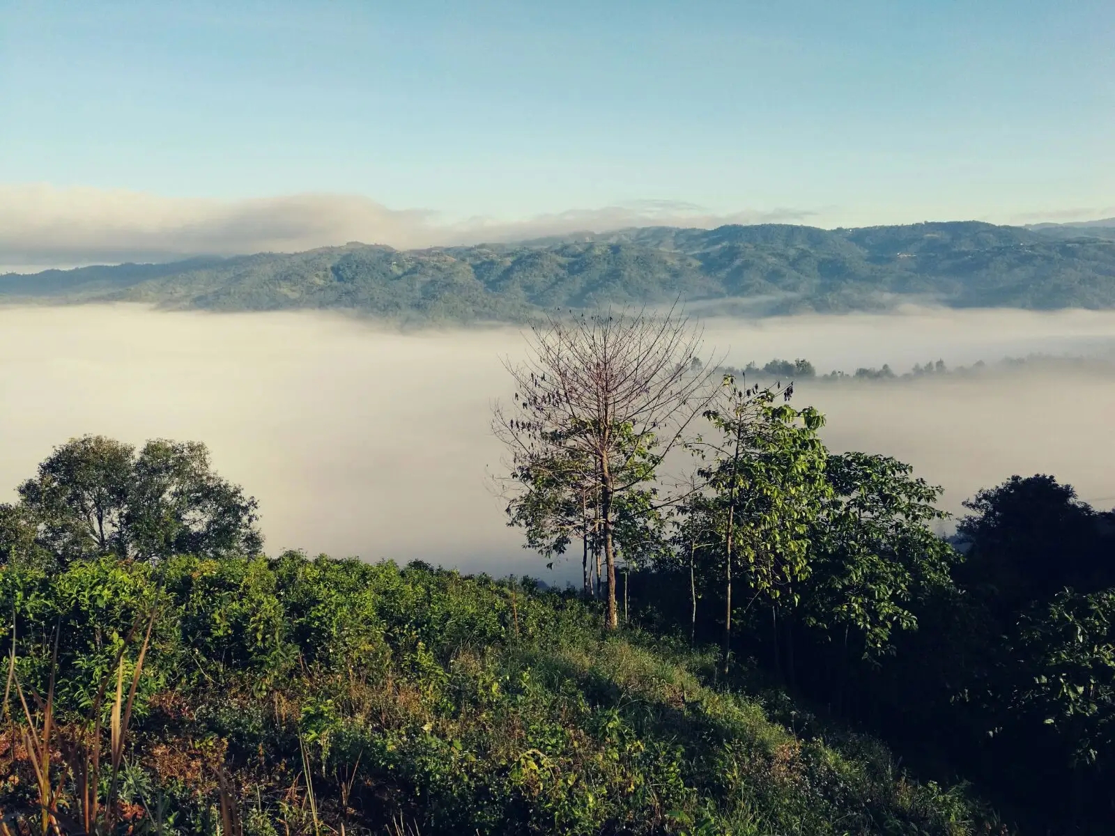 2023年賀開古樹春茶價(jià)格是多少？