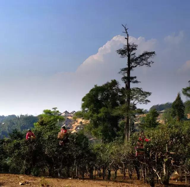 2023年賀開古樹春茶多少錢一公斤？