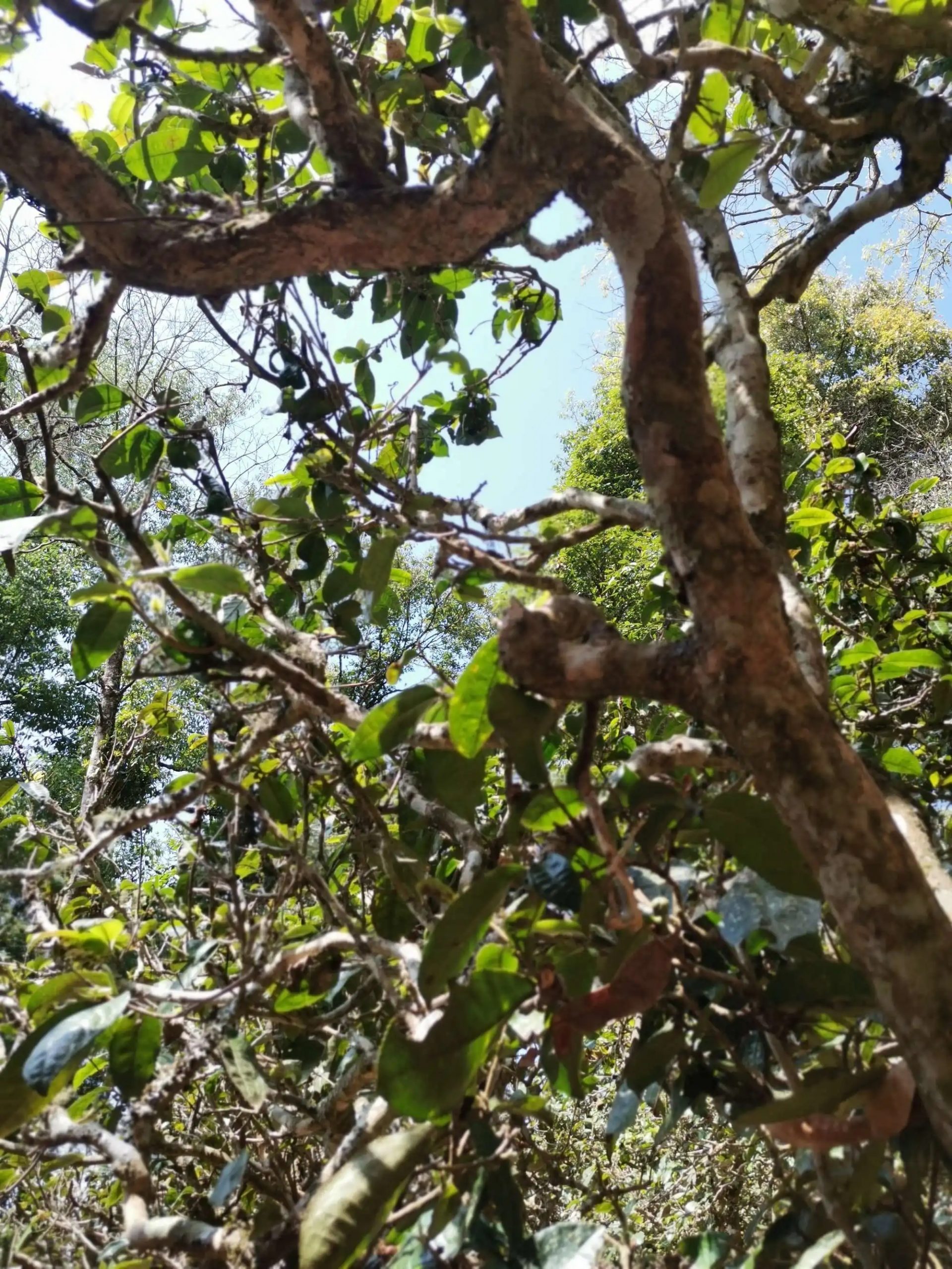 2023年那卡古樹春茶特點是什么？