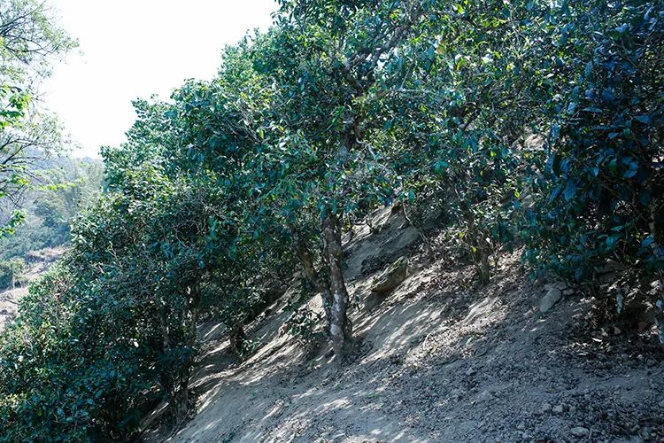 2023年那卡古樹春茶價格是多少？