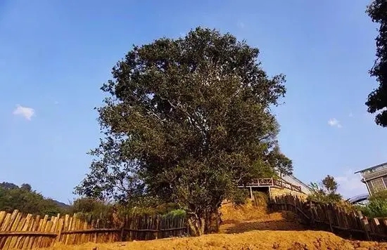 2023年邦崴古樹春茶價格多少？