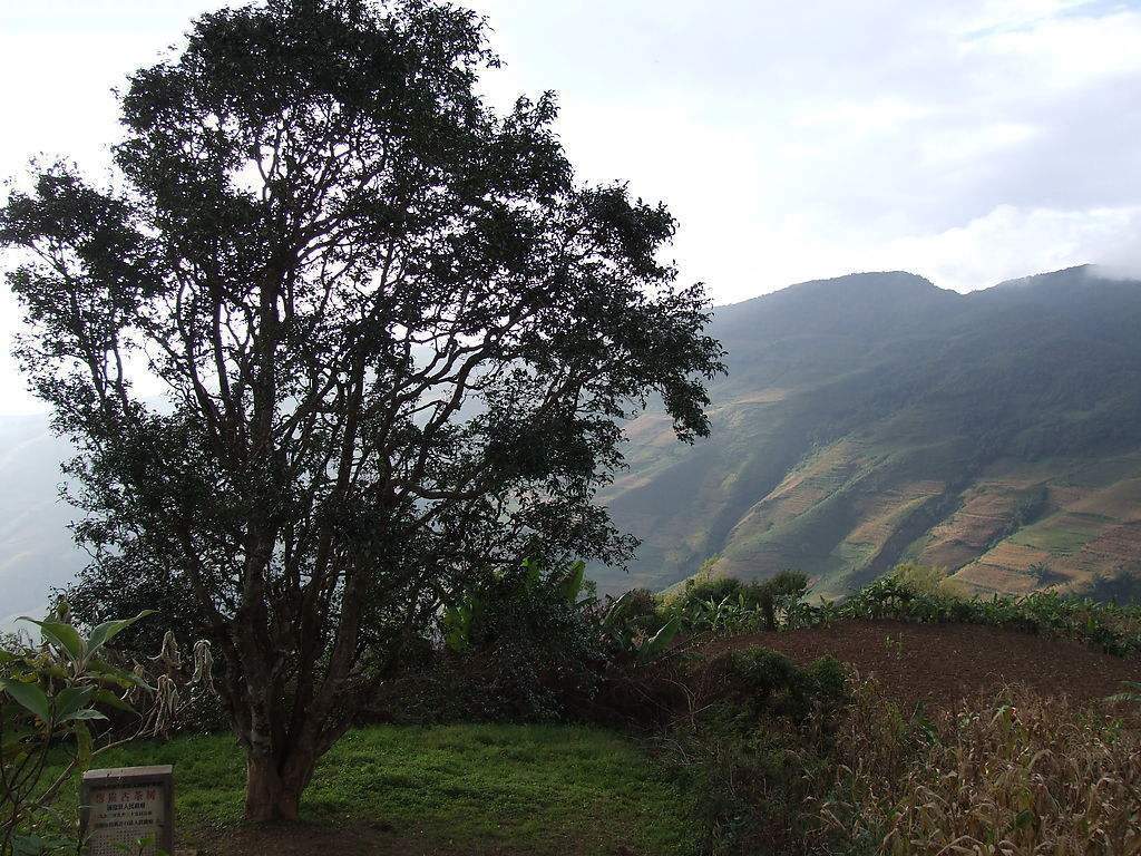 2023年邦崴古樹春茶多少錢一公斤？