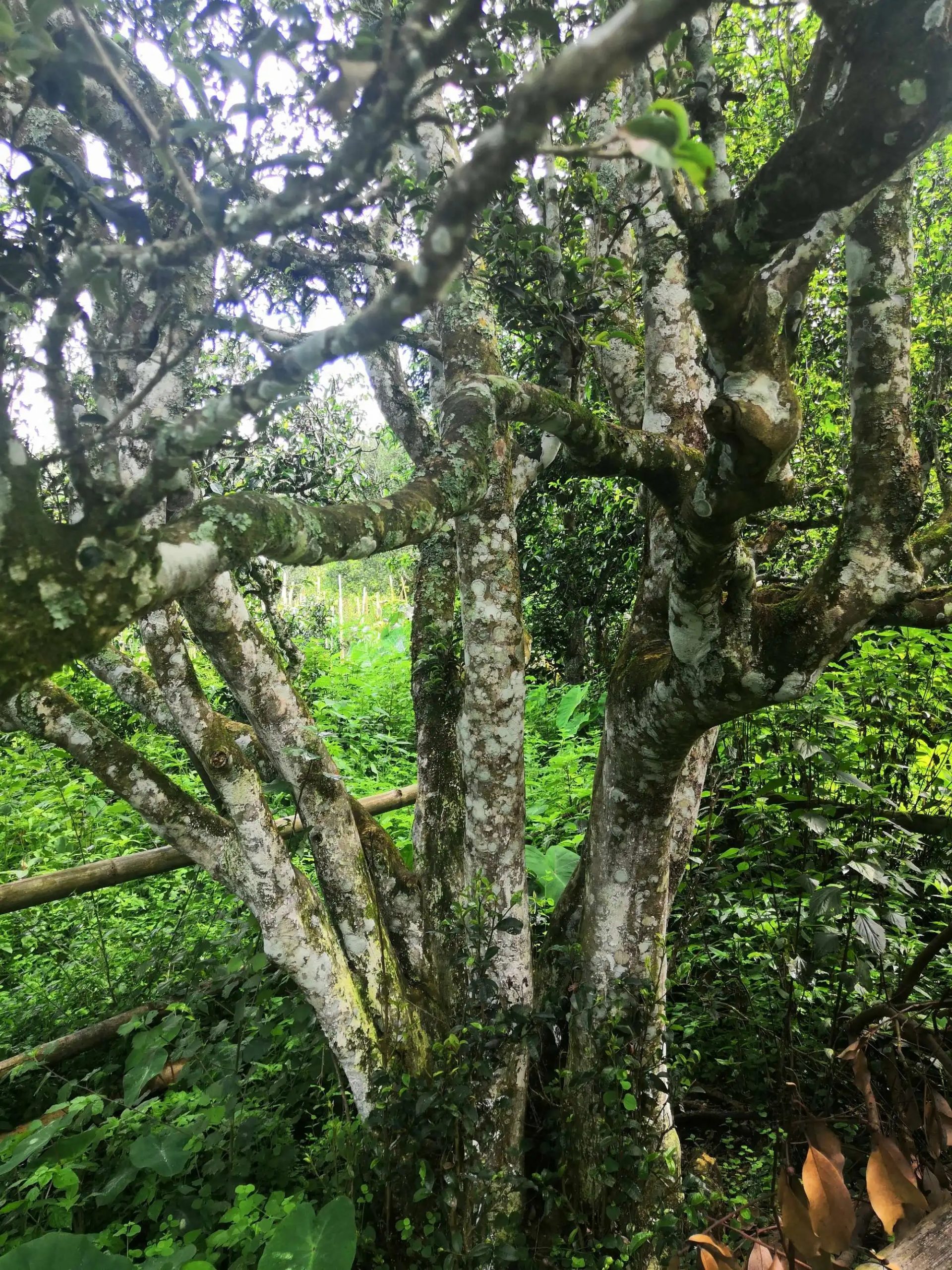 2023年困鹿山古樹春茶多少錢一公斤？